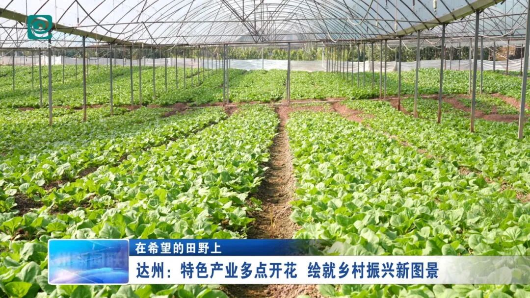 达川区：特色产业多点开花 绘就乡村振兴新图景