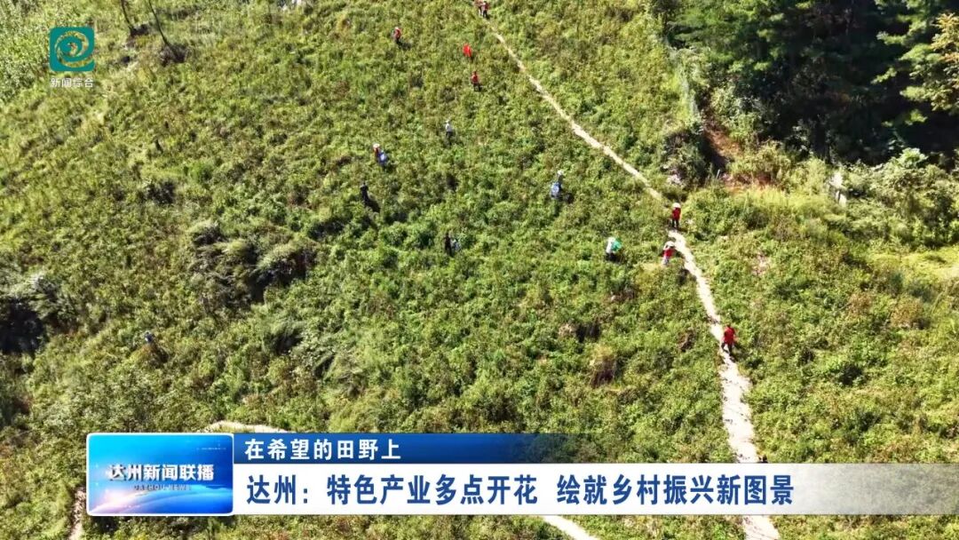 达川区：特色产业多点开花 绘就乡村振兴新图景