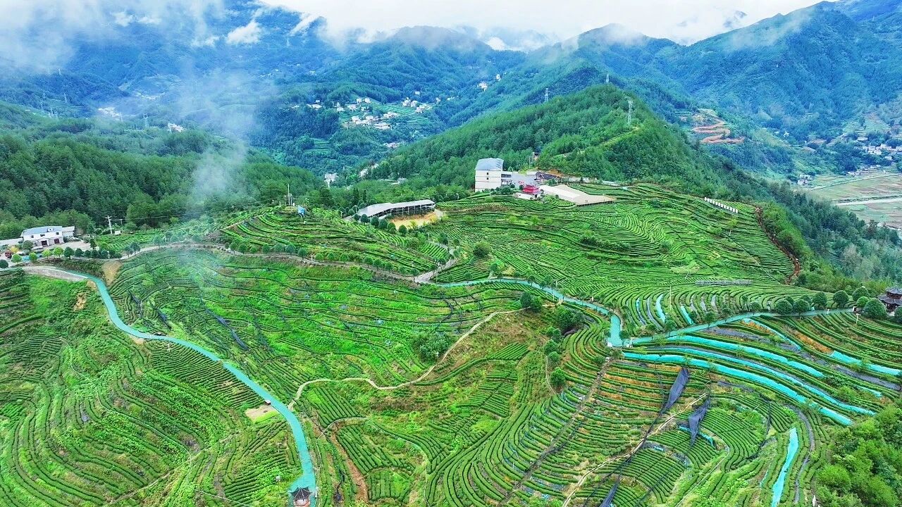 万源:茶旅融合绘新景,采茶品香解锁假日闲趣·原文图片1