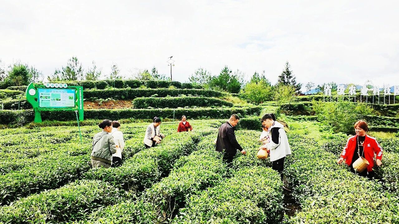 万源:茶旅融合绘新景,采茶品香解锁假日闲趣·原文图片2