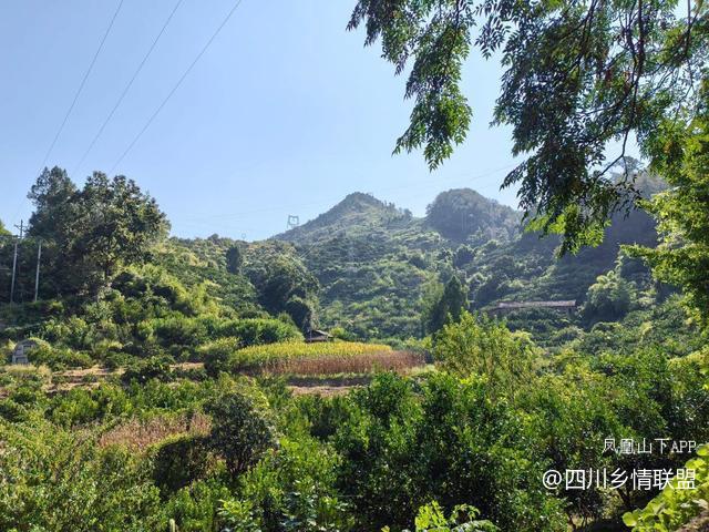 半世耕耘传薪火 柑甜满山振兴路——宣汉县滑山果场从荒山到百亩产业带的蝶变纪实·原文图片1