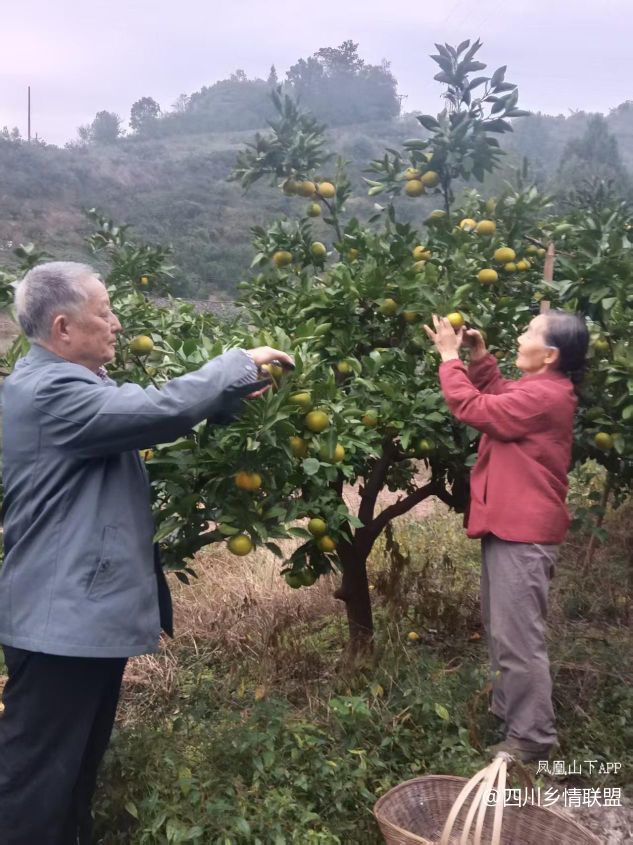 半世耕耘传薪火 柑甜满山振兴路——宣汉县滑山果场从荒山到百亩产业带的蝶变纪实·原文图片2