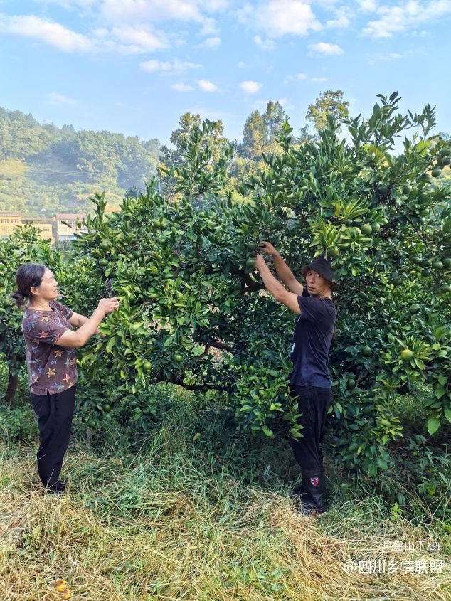 半世耕耘传薪火 柑甜满山振兴路——宣汉县滑山果场从荒山到百亩产业带的蝶变纪实·原文图片3