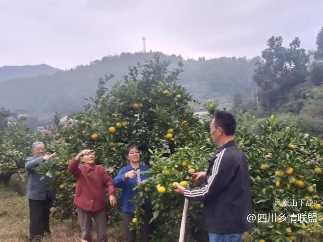 半世耕耘传薪火 柑甜满山振兴路——宣汉县滑山果场从荒山到百亩产业带的蝶变纪实·原文图片4