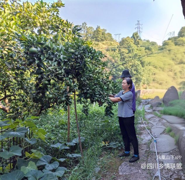 半世耕耘传薪火 柑甜满山振兴路——宣汉县滑山果场从荒山到百亩产业带的蝶变纪实·原文图片5