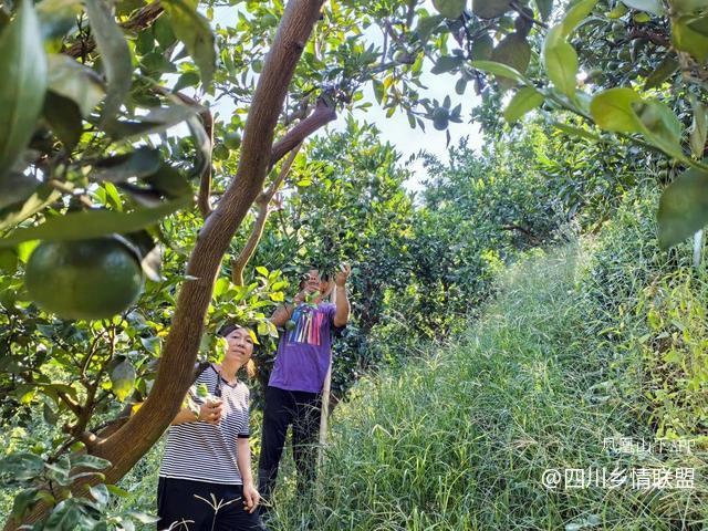 半世耕耘传薪火 柑甜满山振兴路——宣汉县滑山果场从荒山到百亩产业带的蝶变纪实·原文图片6