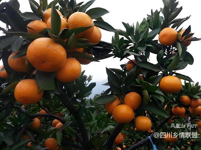 半世耕耘传薪火 柑甜满山振兴路——宣汉县滑山果场从荒山到百亩产业带的蝶变纪实·原文图片8