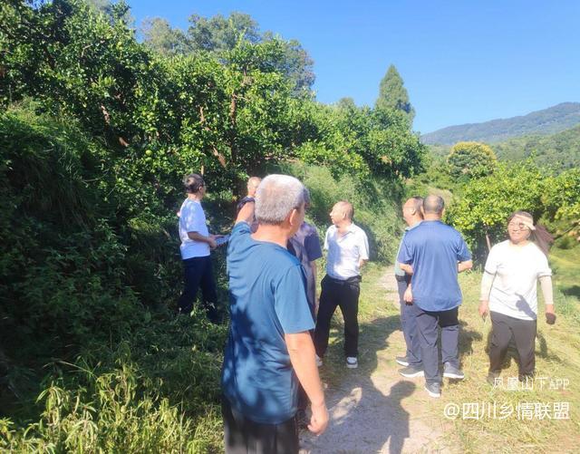 半世耕耘传薪火 柑甜满山振兴路——宣汉县滑山果场从荒山到百亩产业带的蝶变纪实·原文图片9