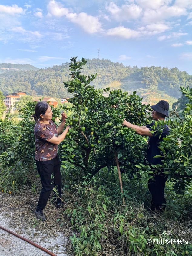 半世耕耘传薪火 柑甜满山振兴路——宣汉县滑山果场从荒山到百亩产业带的蝶变纪实·原文图片11