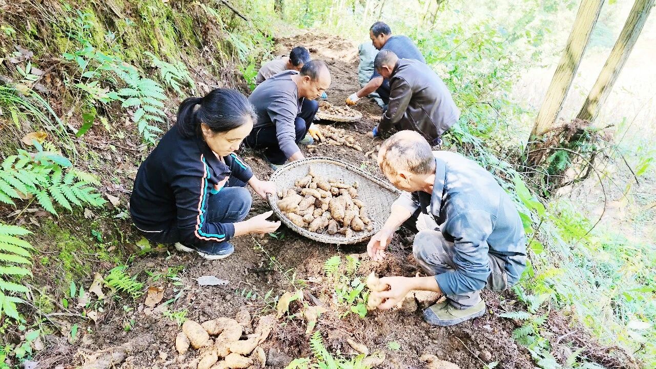 林下生金!万源1.8万亩天麻开挖,生态富民交出“两山”新答卷·原文图片2