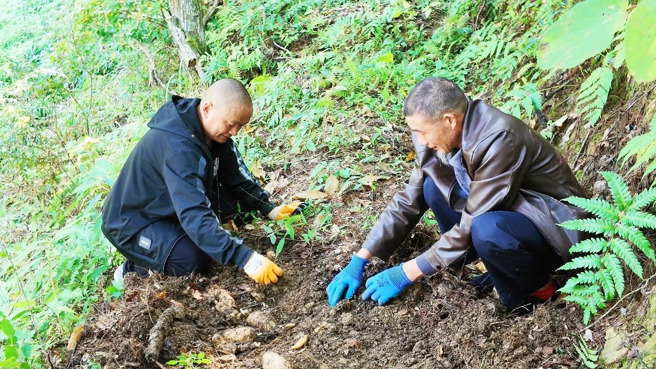 林下生金!万源1.8万亩天麻开挖,生态富民交出“两山”新答卷·原文图片3