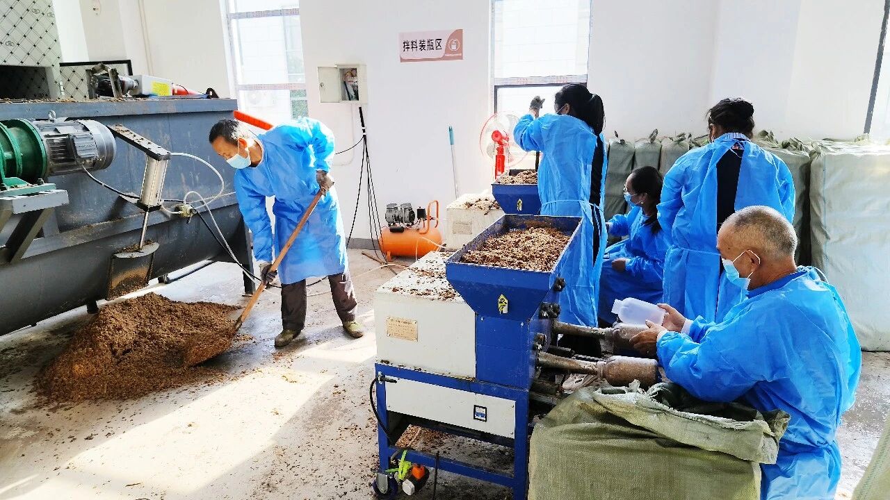 林下生金!万源1.8万亩天麻开挖,生态富民交出“两山”新答卷·原文图片6
