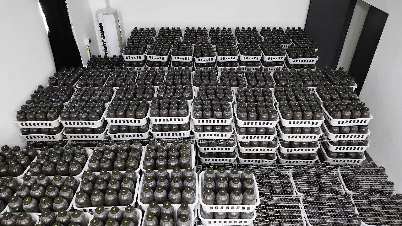 林下生金!万源1.8万亩天麻开挖,生态富民交出“两山”新答卷·原文图片7