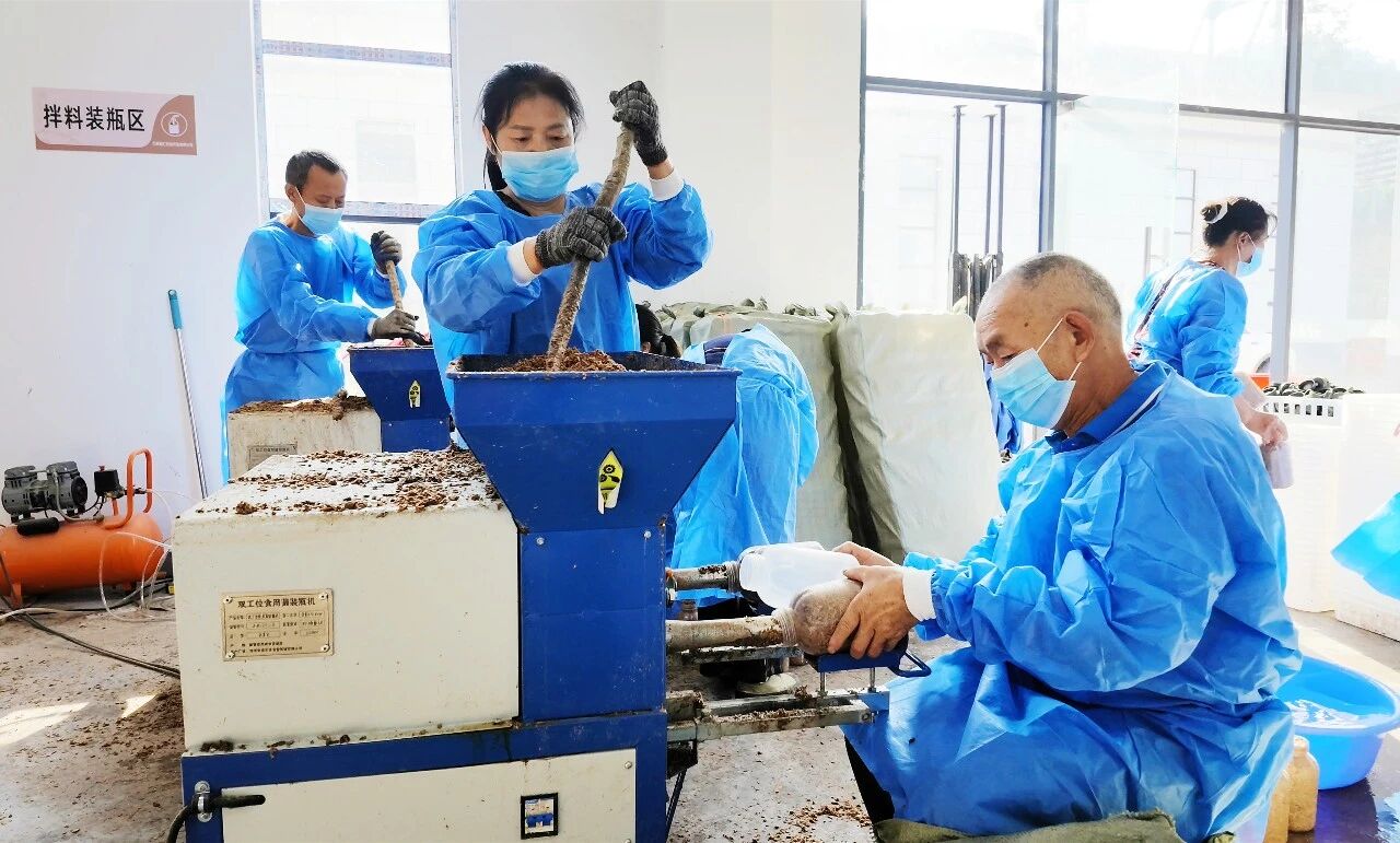林下生金!万源1.8万亩天麻开挖,生态富民交出“两山”新答卷·原文图片8