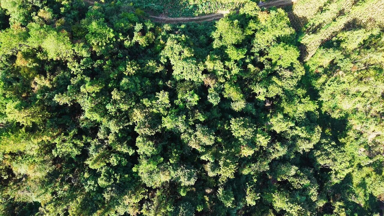 林下生金!万源1.8万亩天麻开挖,生态富民交出“两山”新答卷·原文图片9