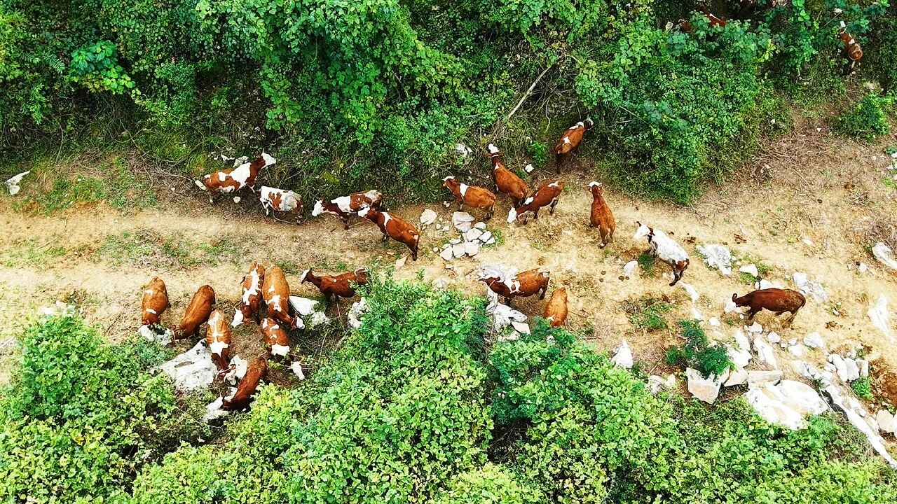 万源:山海协作助振兴,生态产业铺富路·原文图片2