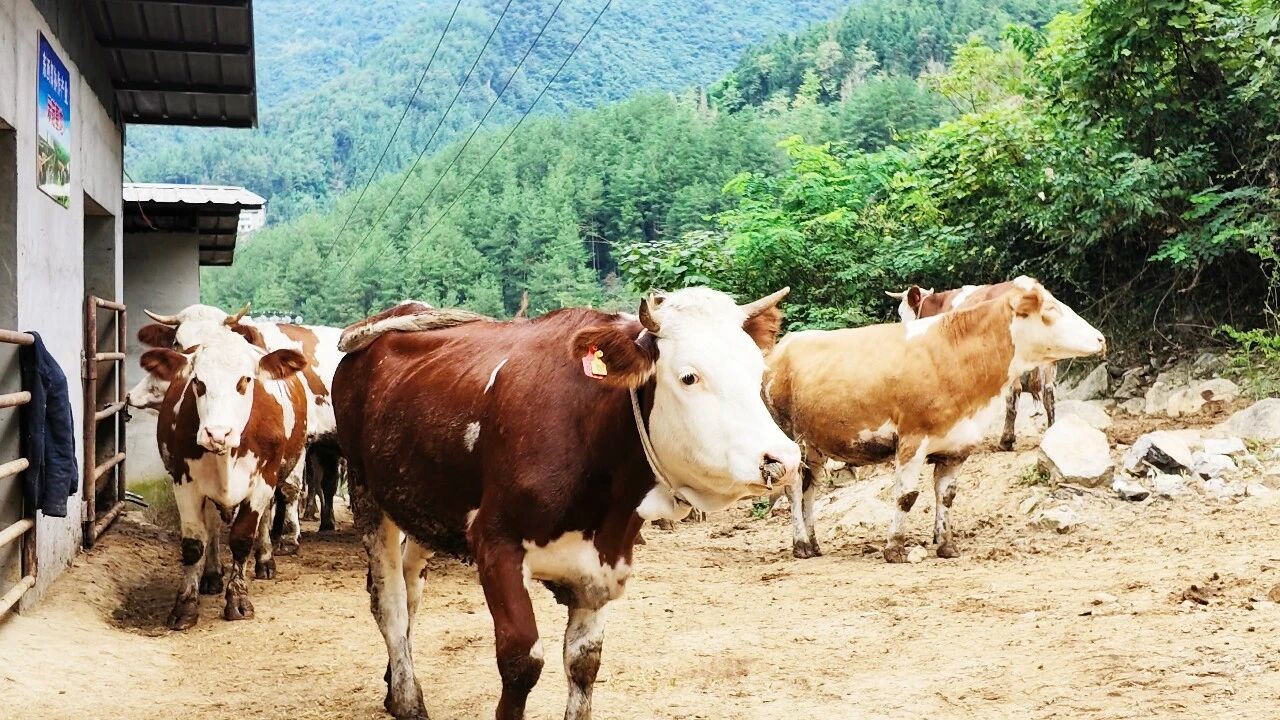 万源:山海协作助振兴,生态产业铺富路·原文图片3