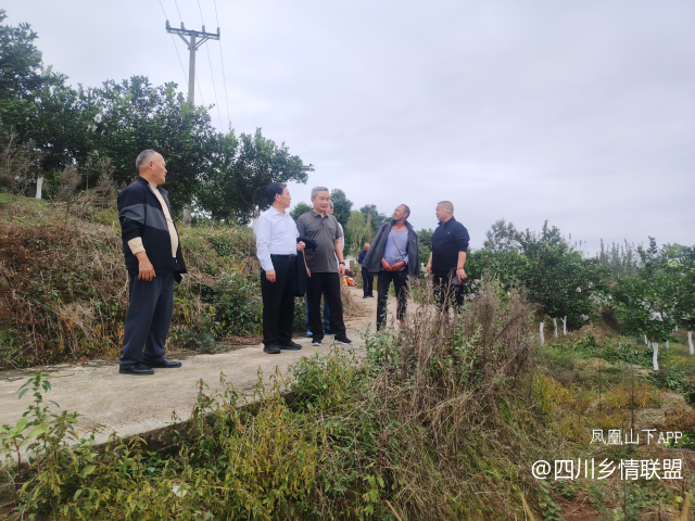 【乡村振兴】宣汉县农技专家下沉田间送良方 精准赋能君塘镇柑橘产业提质增效·原文图片5