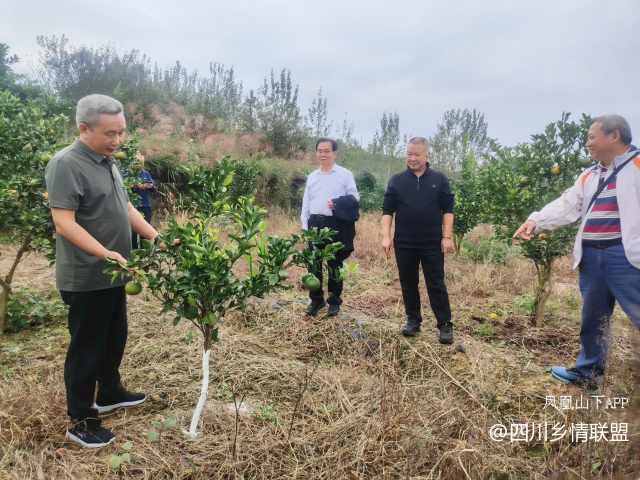 【乡村振兴】宣汉县农技专家下沉田间送良方 精准赋能君塘镇柑橘产业提质增效·原文图片6