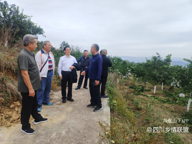【乡村振兴】宣汉县农技专家下沉田间送良方 精准赋能君塘镇柑橘产业提质增效·原文图片7
