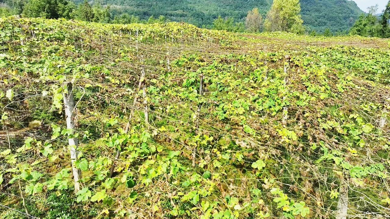 护生态、稳产业、促增收,万源瓜蒌串起“两山”转化链·原文图片1