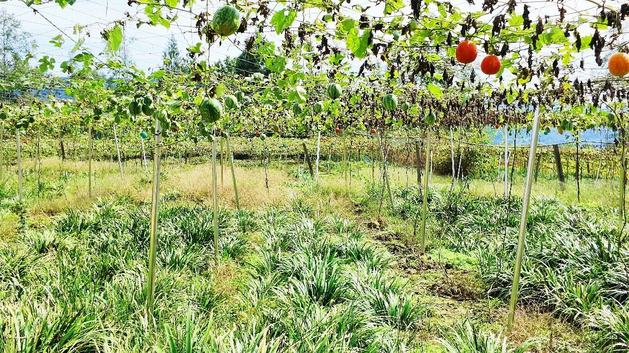 护生态、稳产业、促增收,万源瓜蒌串起“两山”转化链·原文图片2