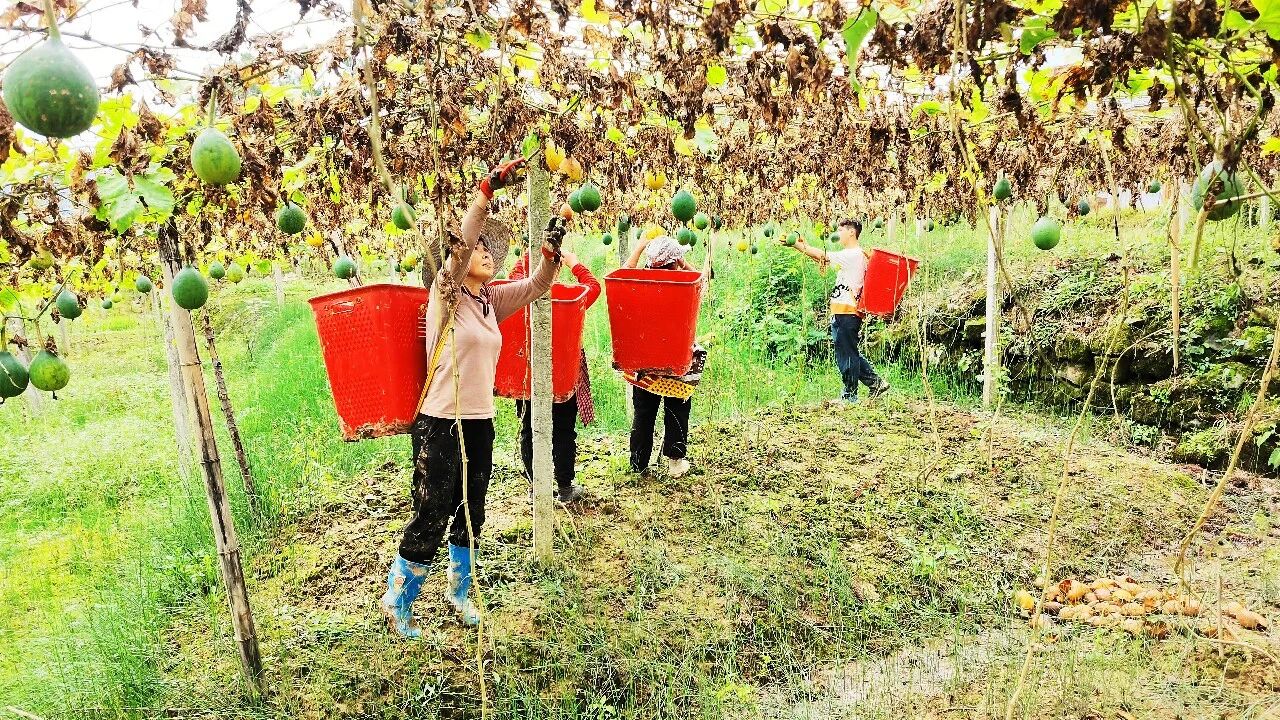 护生态、稳产业、促增收,万源瓜蒌串起“两山”转化链·原文图片3