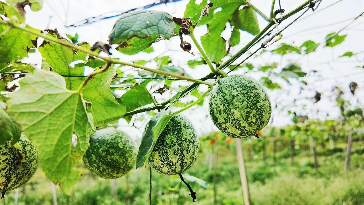 护生态、稳产业、促增收,万源瓜蒌串起“两山”转化链·原文图片6