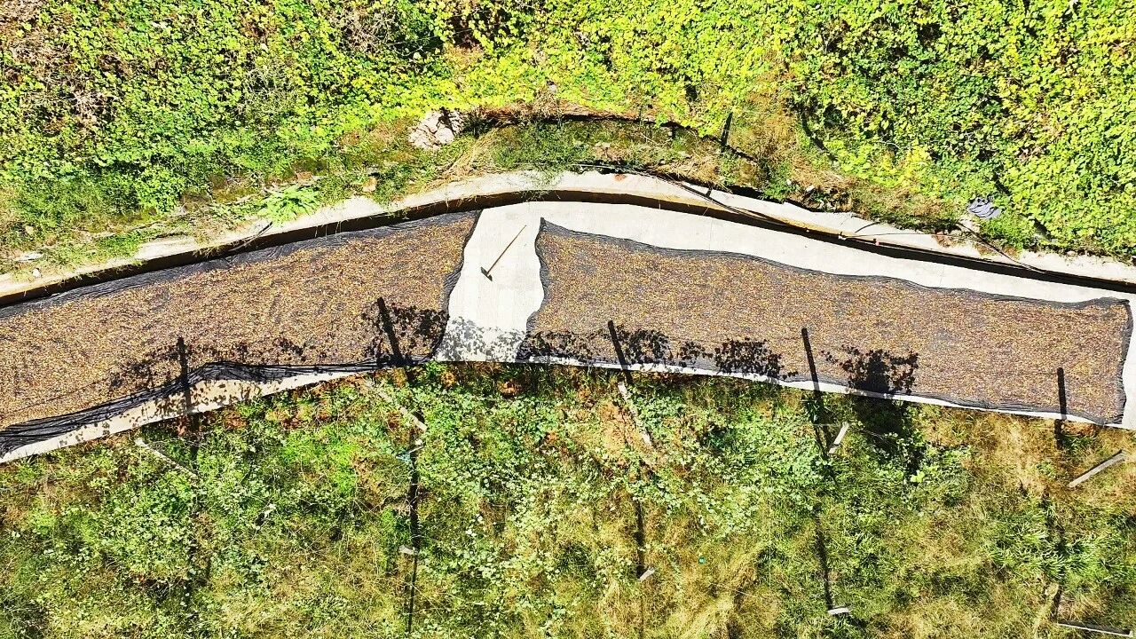 护生态、稳产业、促增收,万源瓜蒌串起“两山”转化链·原文图片9