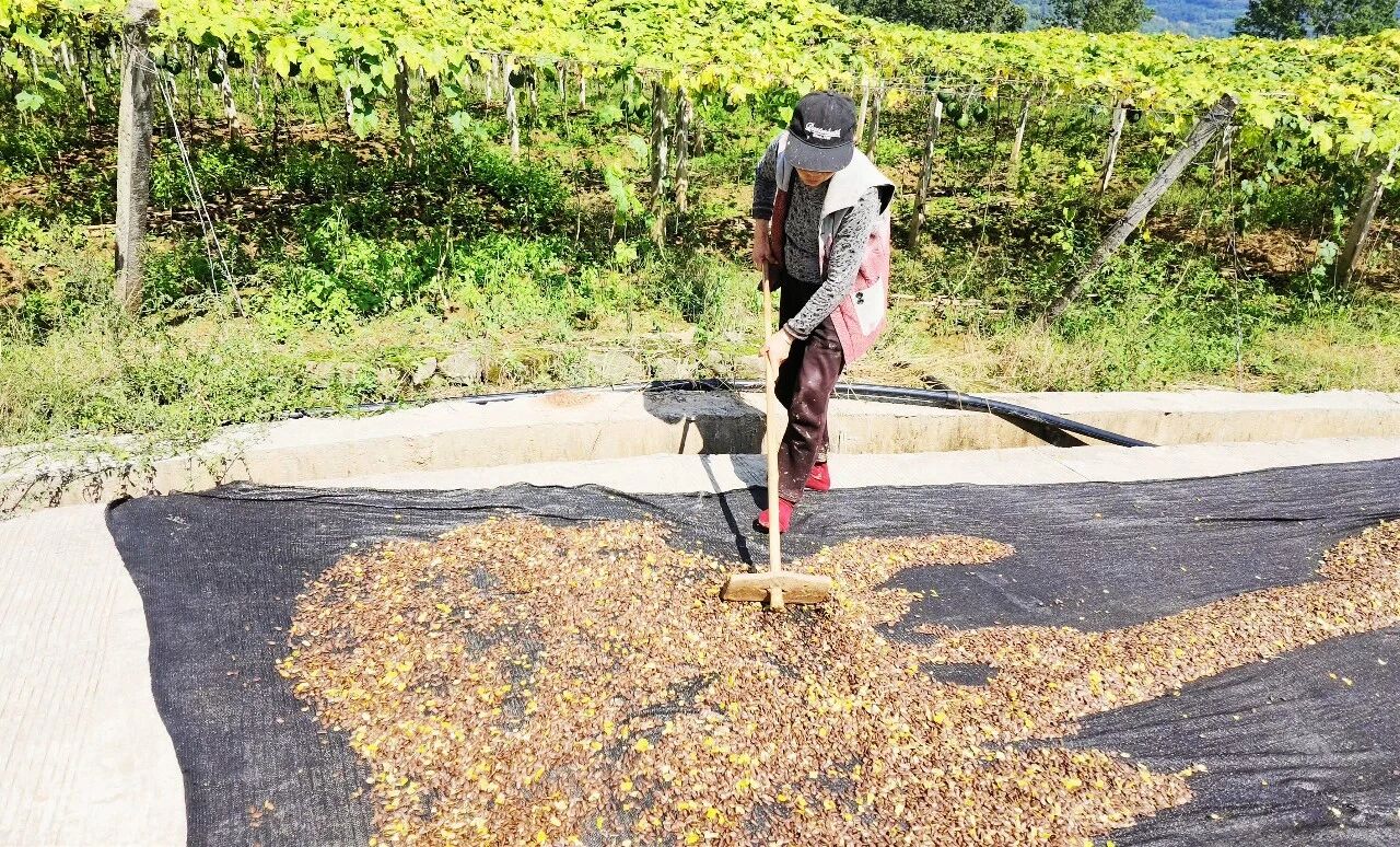 护生态、稳产业、促增收,万源瓜蒌串起“两山”转化链·原文图片10