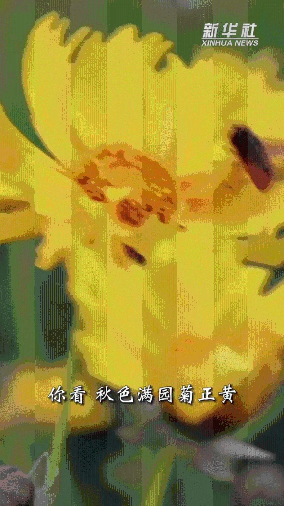 重阳赏菊资料画面