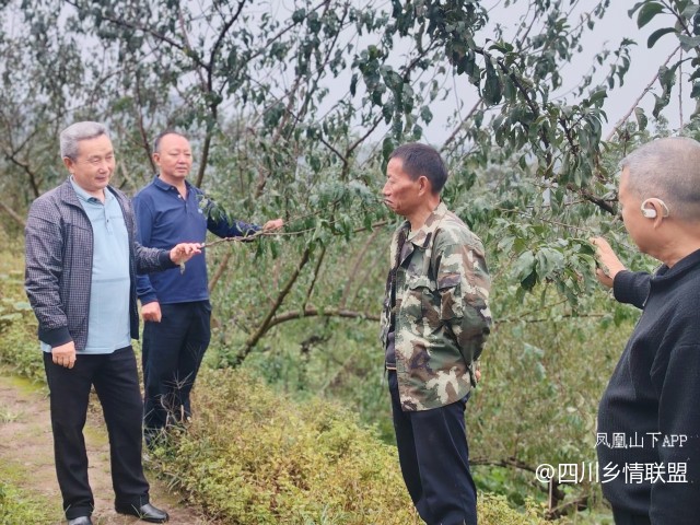 宣汉县果技专家脆李秋冬管护现场