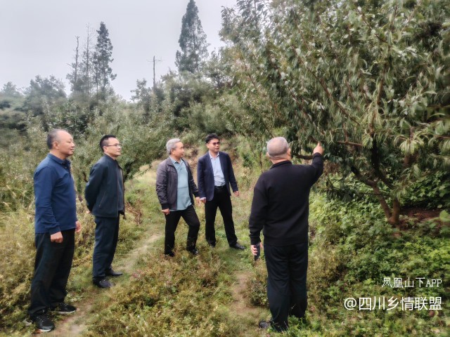 宣汉县果技专家脆李秋冬管护现场