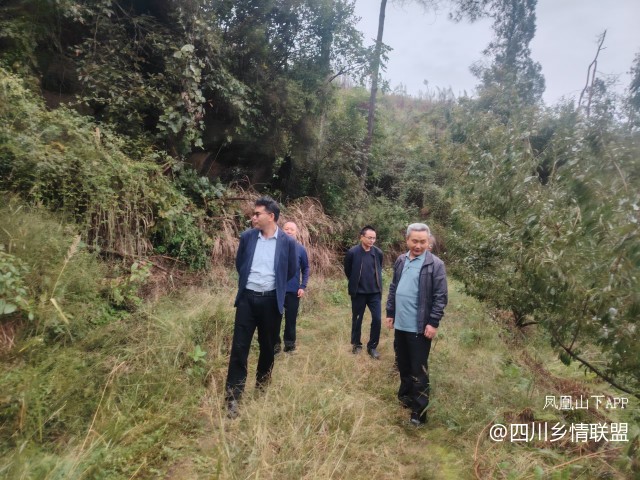 宣汉县果技专家脆李秋冬管护现场