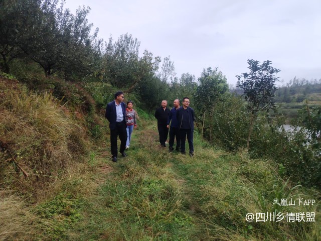 宣汉县果技专家脆李秋冬管护现场