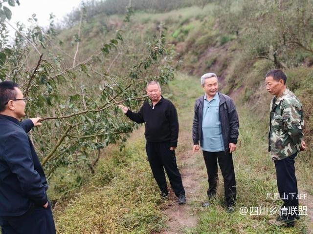 宣汉县果技专家脆李秋冬管护现场