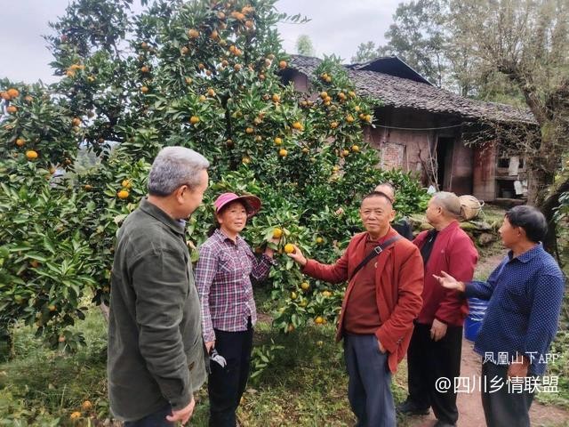 宣汉县果技专家柑橘秋冬管护现场