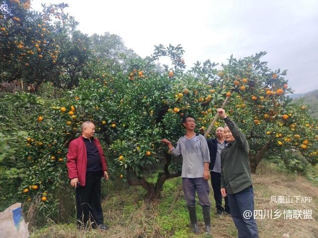 宣汉县果技专家柑橘秋冬管护现场