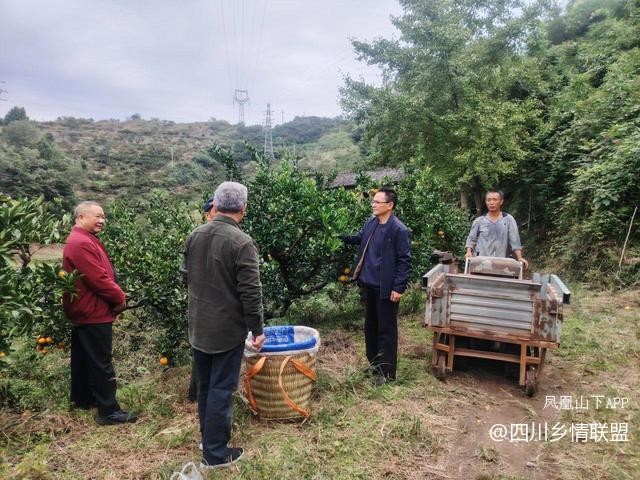 宣汉县果技专家柑橘秋冬管护现场