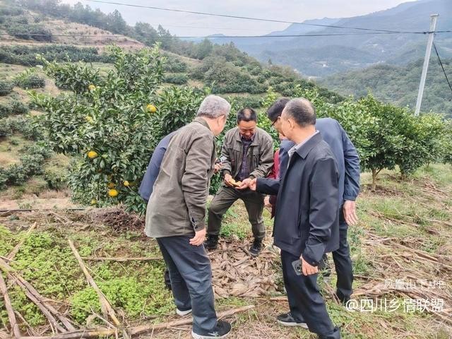 宣汉县果技专家柑橘秋冬管护现场