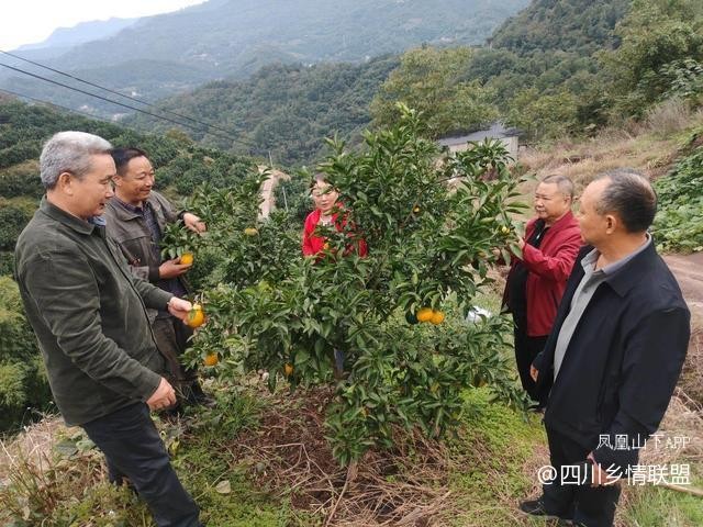 宣汉县果技专家柑橘秋冬管护现场