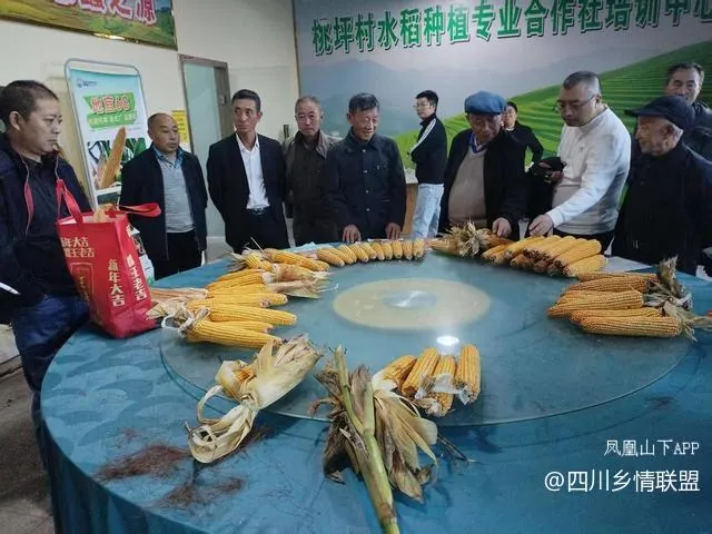 【乡村振兴】农技培训送干货 产业发展添动力——宣汉县峰城镇赋能粮油产业高质量发展