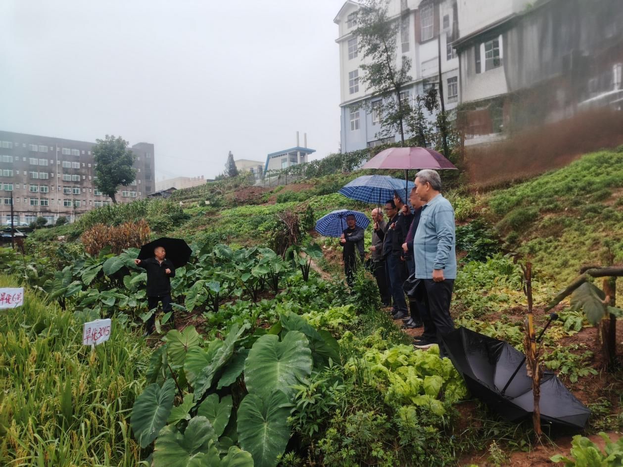 银龄赋能助丰收 科技护航促振兴——宣汉县老科协深入峰城镇开展农业技术服务工作